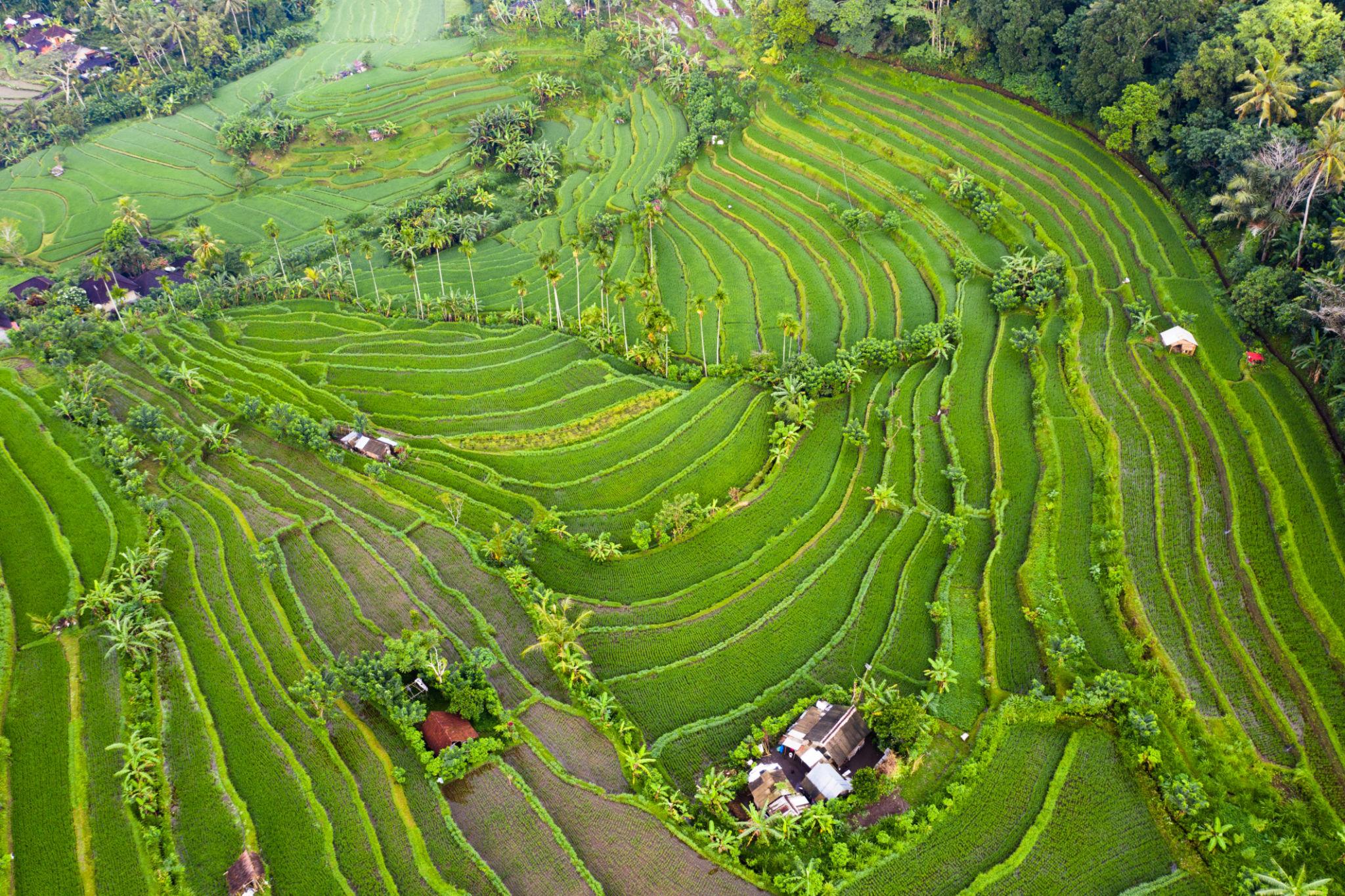 Jatiluwih
