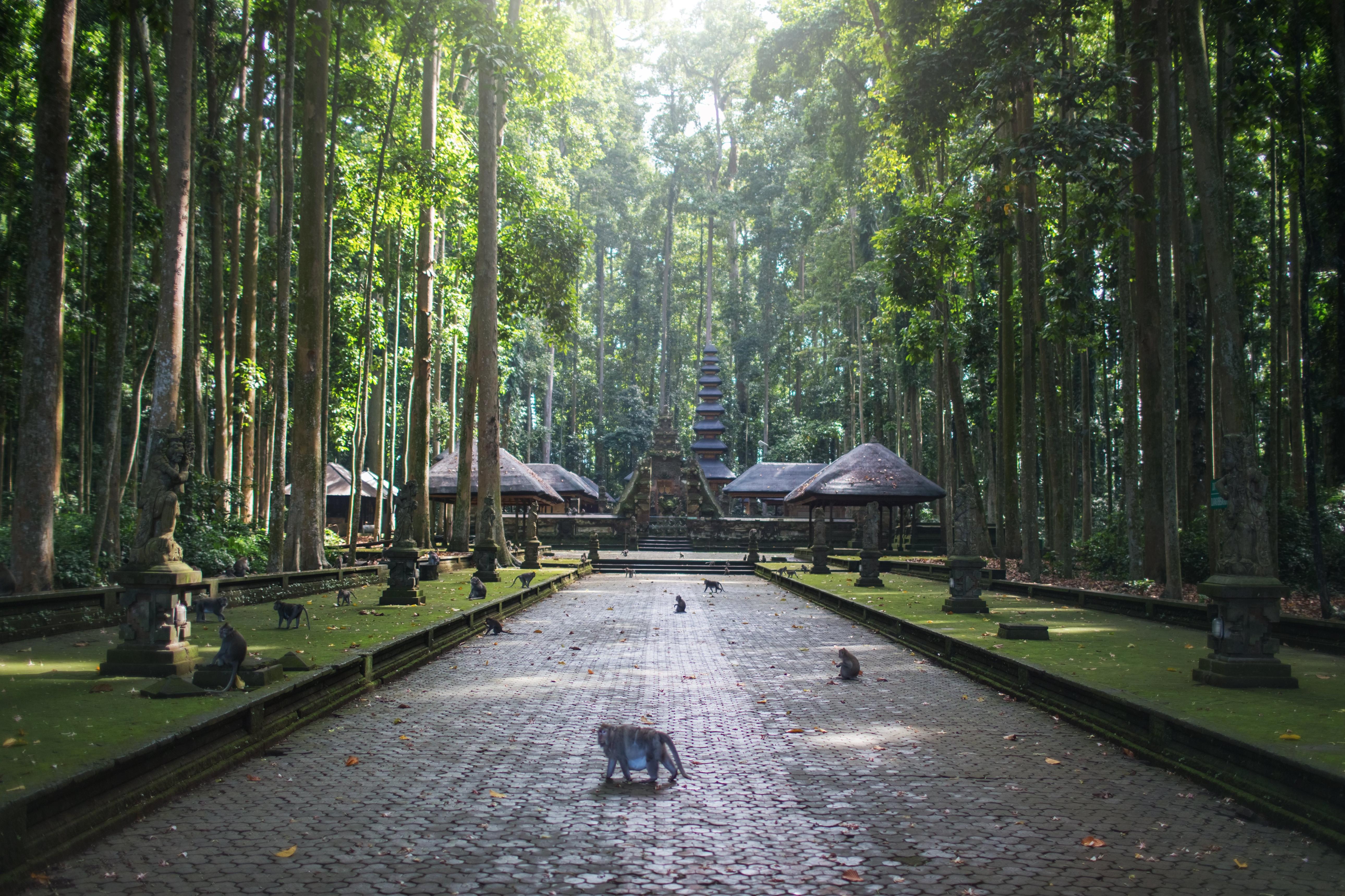 Monkey Forest Ubud